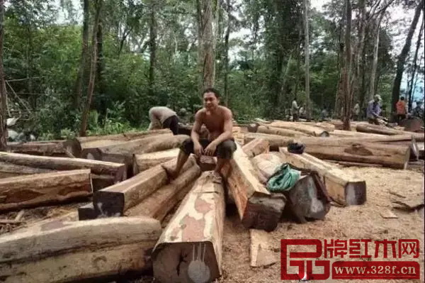 全缅将停止木材砍伐的消息,引起中国红木圈的关注 全缅将停止木材砍伐的消息,引起中国红木圈的关注