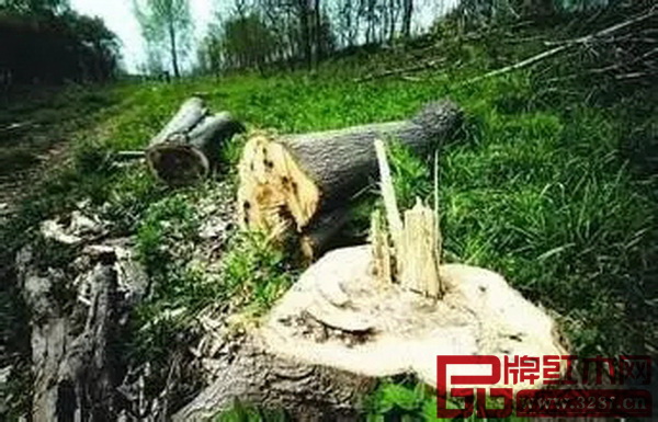 非法砍伐致使缅甸境内木材资源锐减 非法砍伐致使缅甸境内木材资源锐减