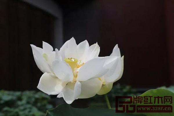 “2016中山荷文化旅游节”展出的部分荷花品种