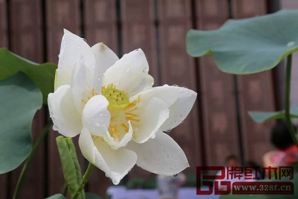 “2016中山荷文化旅游节”展出的部分荷花品种